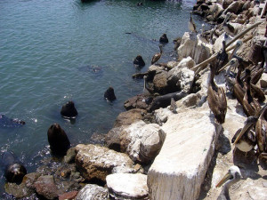 Arica Harbour