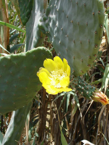 Cactus