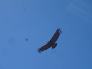 Condor (Andean Condor)