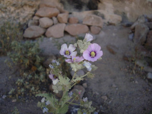 DSC00329