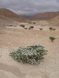 Desierto, camino Codpa-Timar3