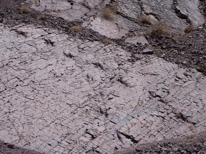 Dinosaur traces 1