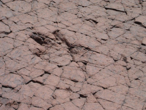 Dinosaur traces 2