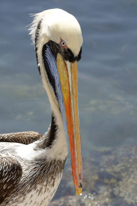 Pelícano (Peruvian Pelican)