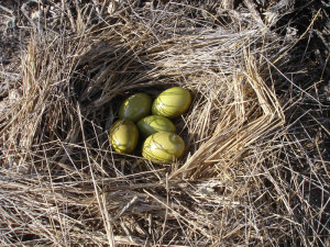 Perdiz de la Puna huevos (Puna Tinamou, eggs)