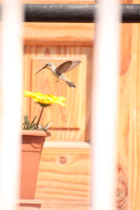Picaflor del Norte (Oasis Hummingbird)