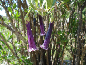 Precord, flores Belén 2